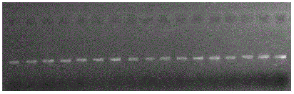 A molecular method for rapid identification of closely related species of Juniperus