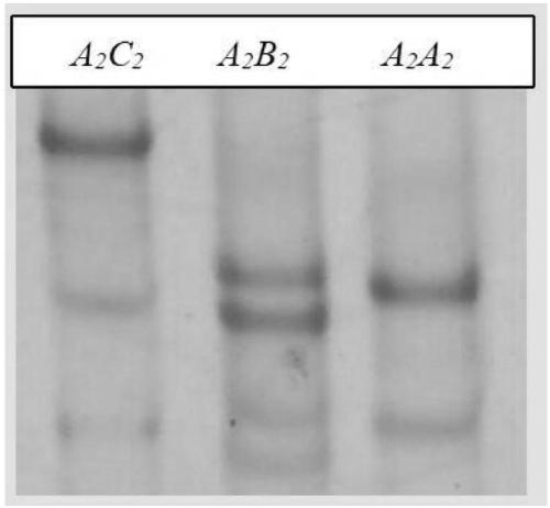 Application and breeding method of serpinA3 and vitronectin gene in breeding of Sujiang boar