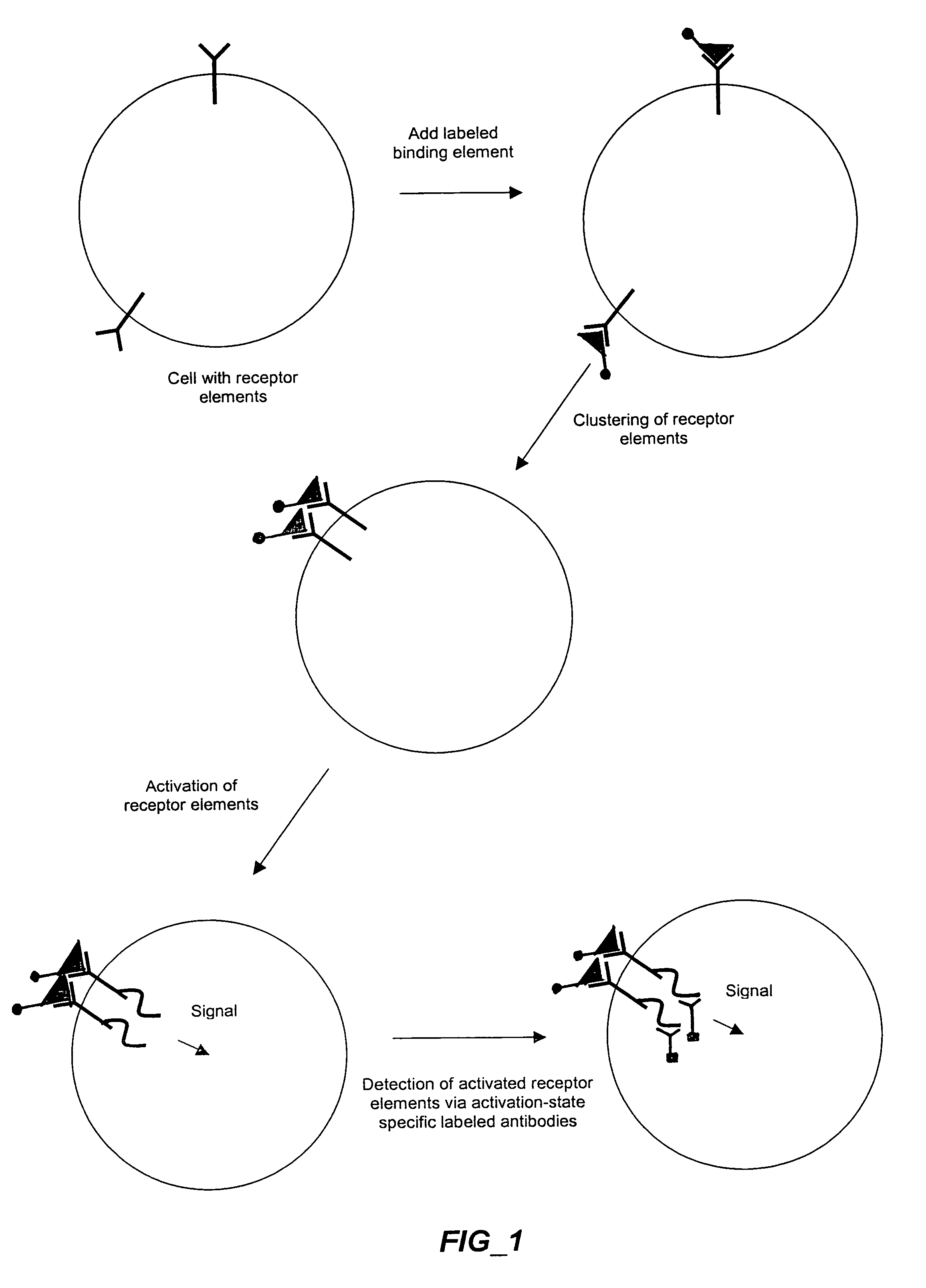 Methods and compositions for detecting receptor-ligand interactions in single cells