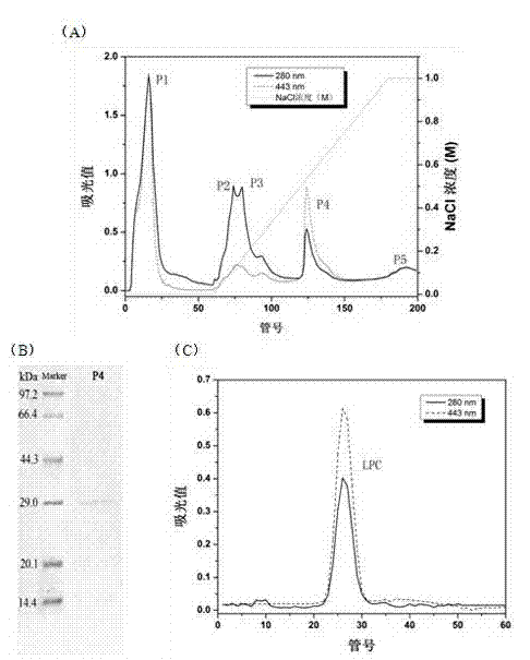 Extracting and purifying method of chlorella lutein protein complex