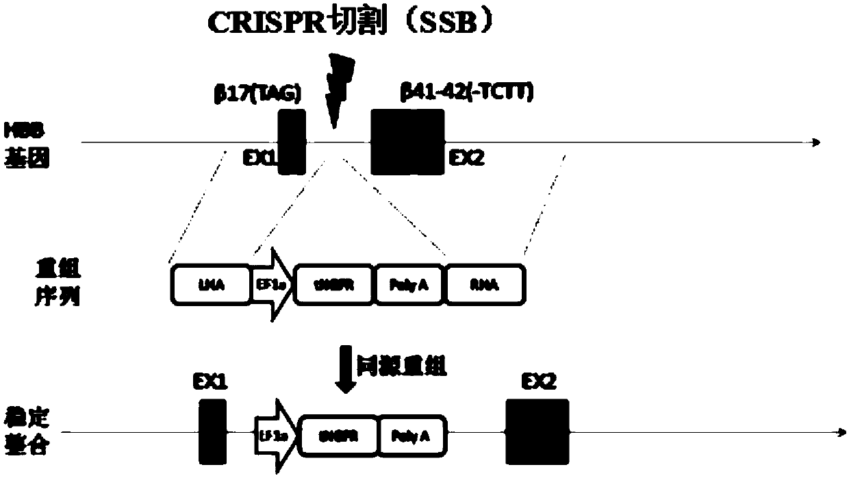 GRNA and gene editing system for repairing HBB1 gene site mutation, expression vector and gene editing kit