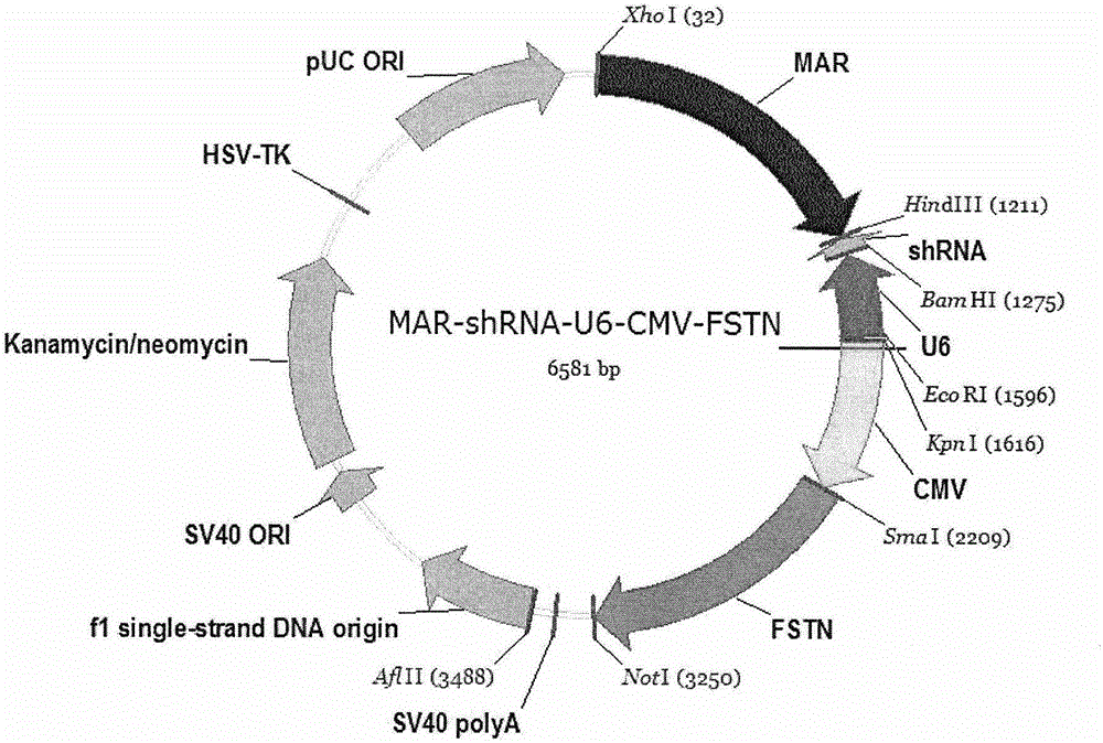 Tri-cistron muscle specific two-way co-expression gene transferant and preparation method