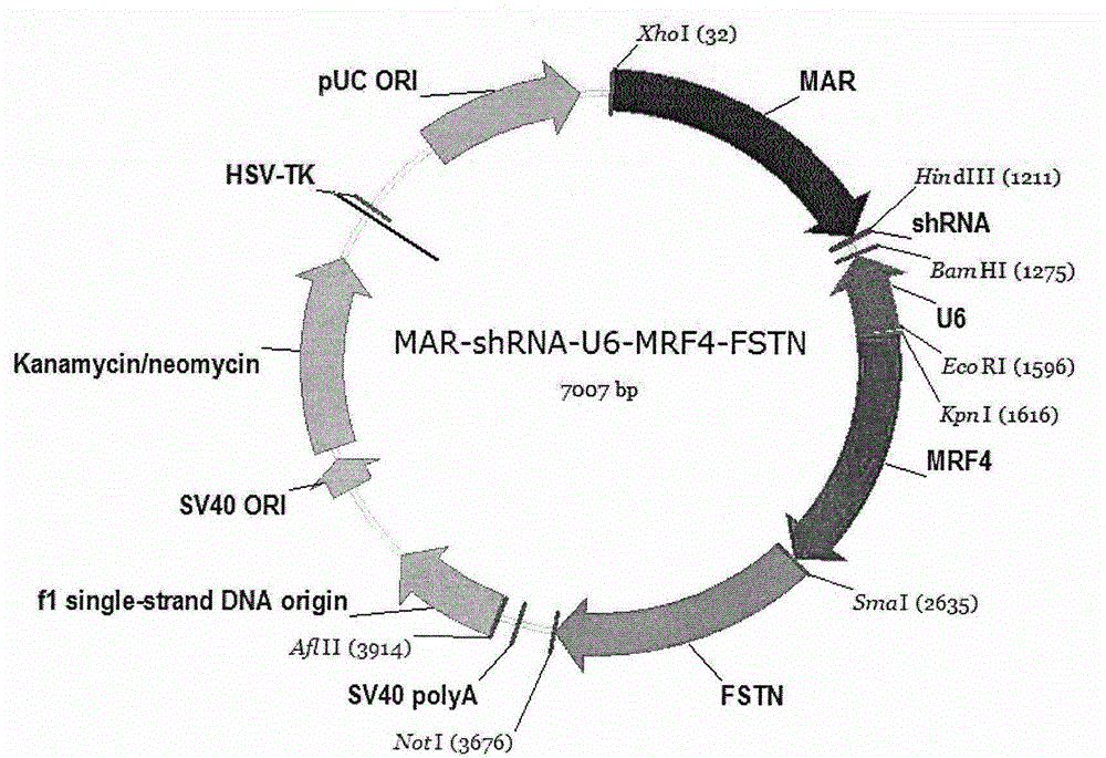 Tri-cistron muscle specific two-way co-expression gene transferant and preparation method