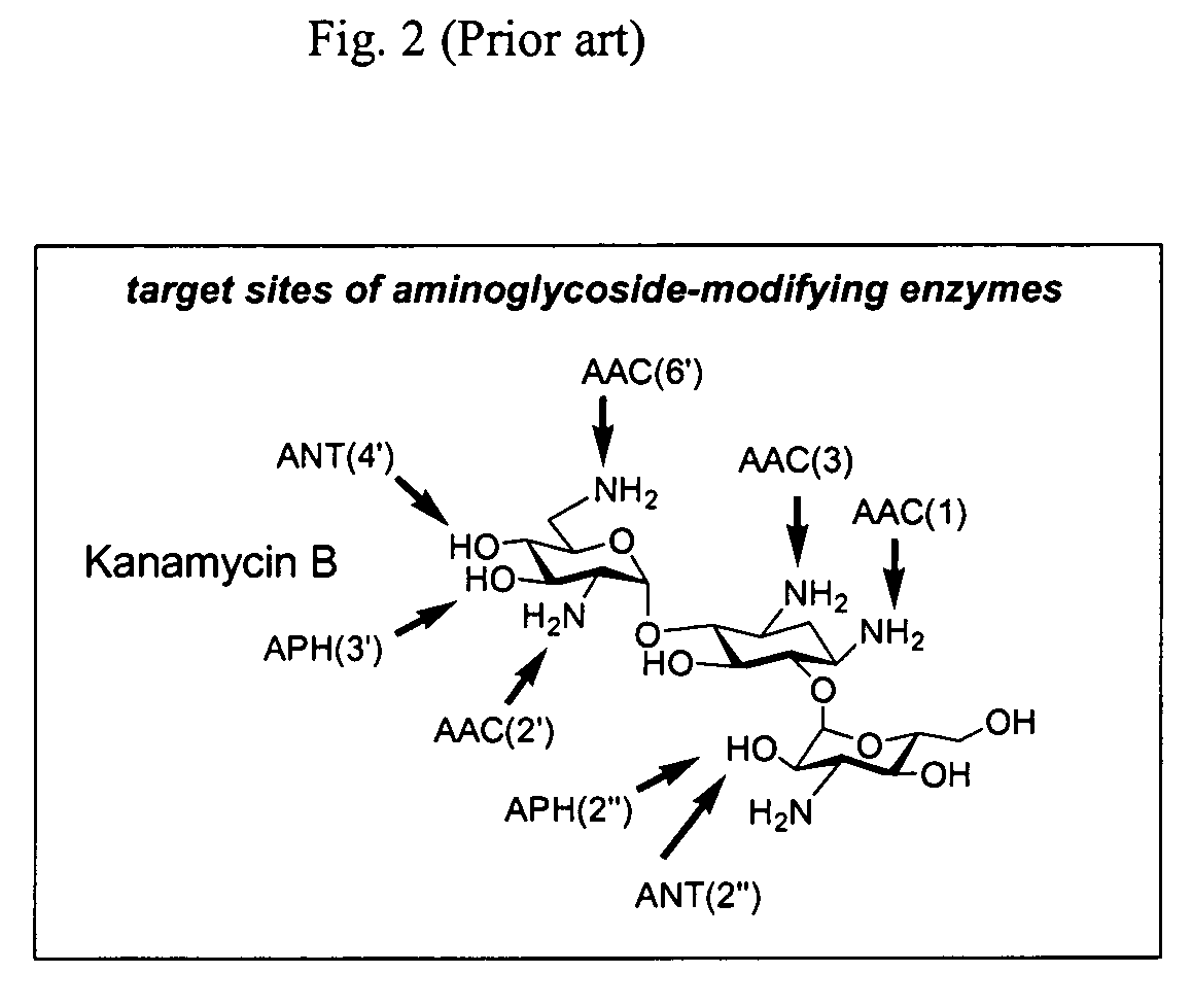 Bifunctional antibiotics for targeting rRNA and resistance-causing enzymes and for inhibition of anthrax lethal factor