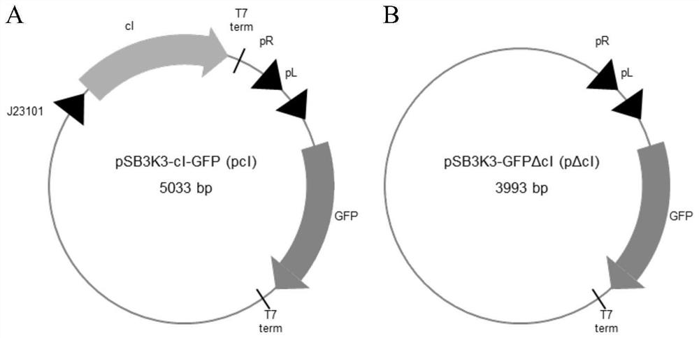 Construction method of temperature-controlled cell-free reaction system, plasmid used by method and application of plasmid