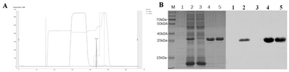 Indirect ELISA method of clostridium perfringens beta2 toxin antibody