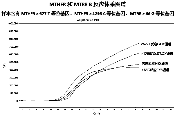 Full premix MTHFR and MTRR multiple PCR gene polymorphism detection kit and method thereof