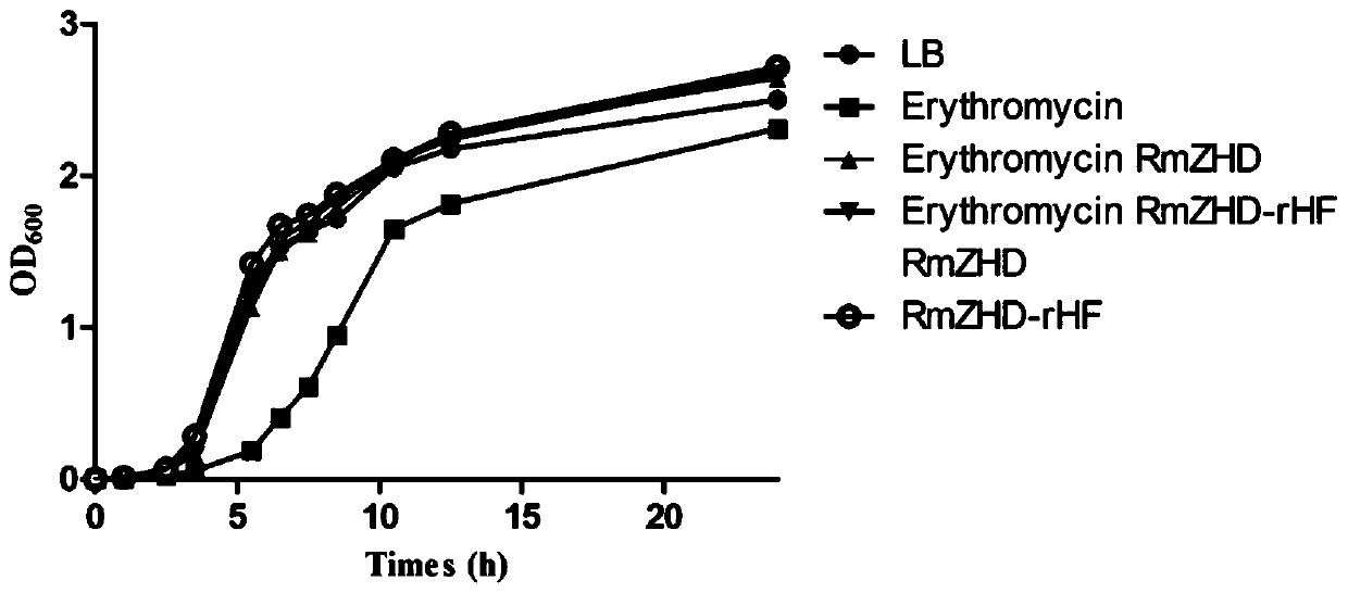 Application of zearalenone lactone hydrolase RmZHD in degradation of macrolide antibiotics