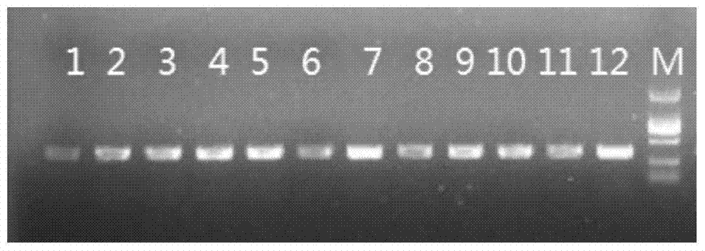 Specific primers and typing method of class I mhc gene for detection of anti-virus potential of Chinese alligator