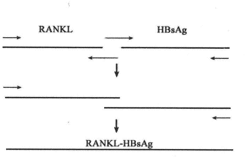 Receptor activator of nuclear factor kappa B ligand (RANKL)-HBaAg expression constructing object, yeast, manufacture method as well as application
