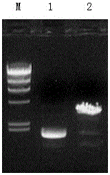 Transgenic maize BT176 nucleic acid standard sample and preparation method thereof