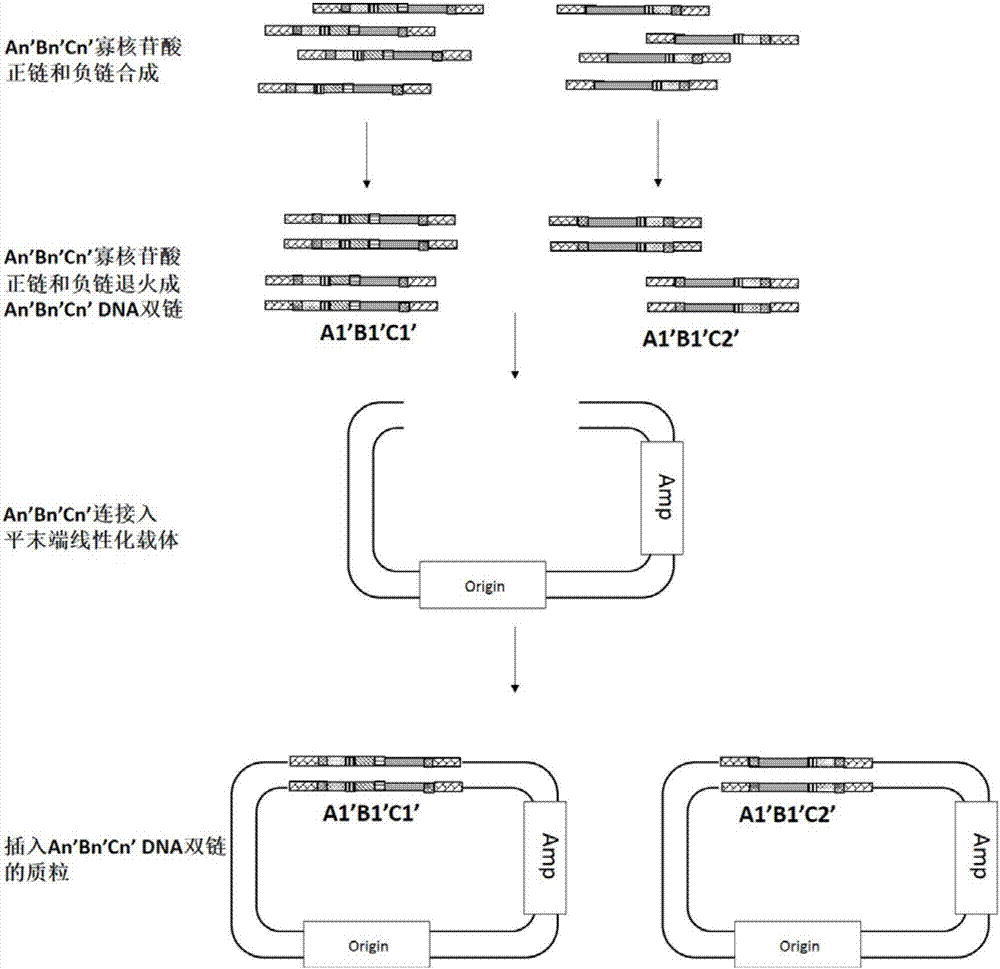Method for synthesizing gene with complex sequence