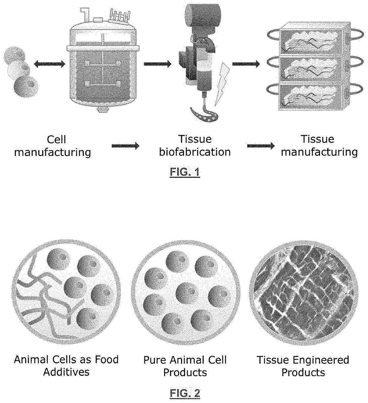 Animal cell lines for foods containing cultured animal cells