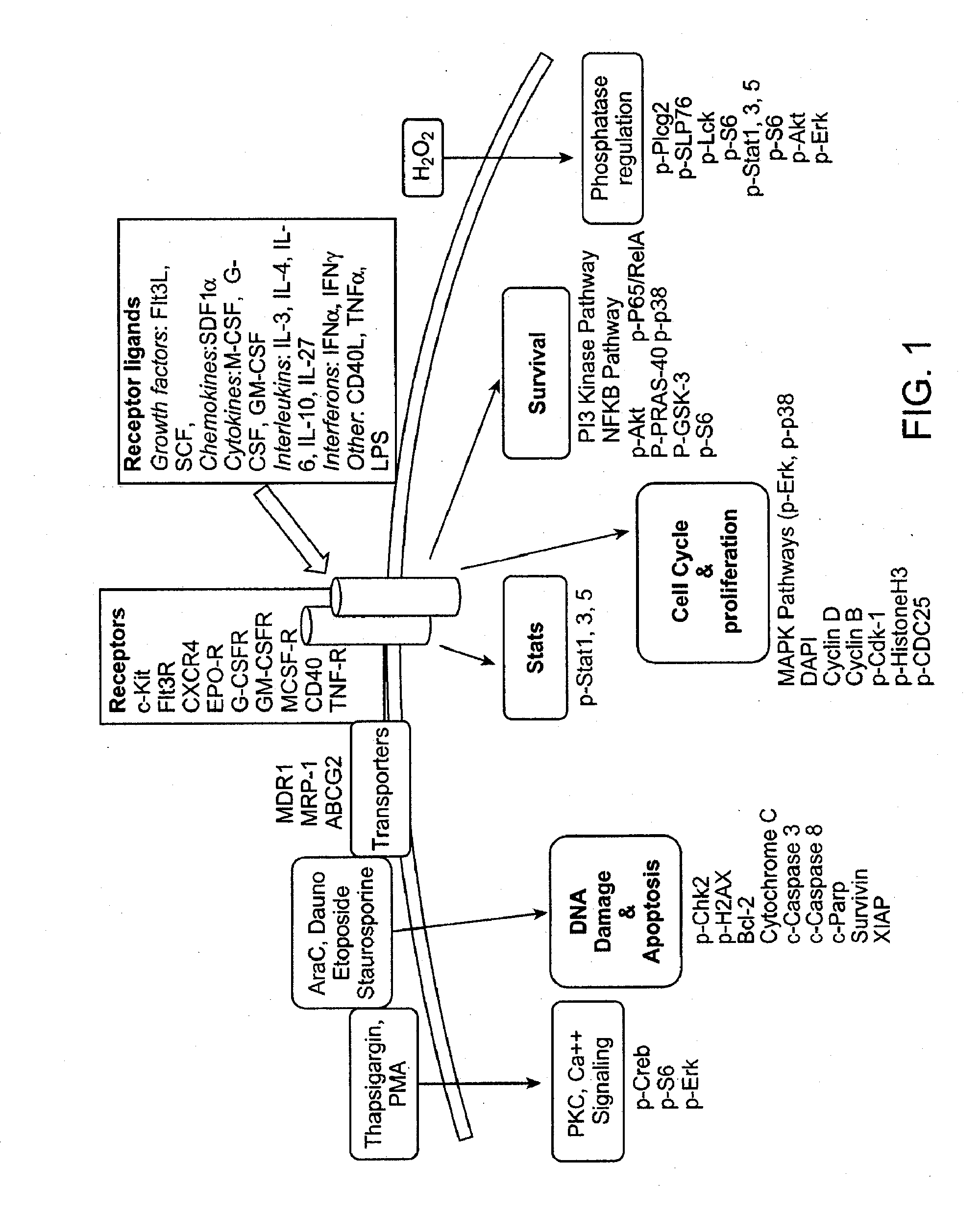 Methods for diagnosis, prognosis and methods of treatment