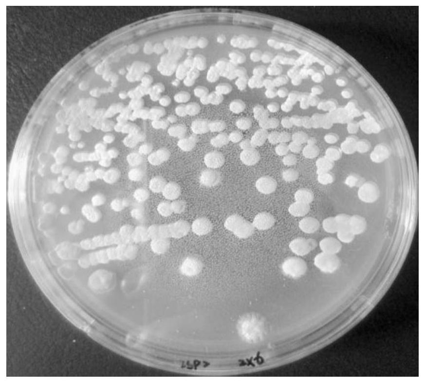 A strain of Streptomyces cinnamon zx6 for controlling sunflower sclerotinia and its application