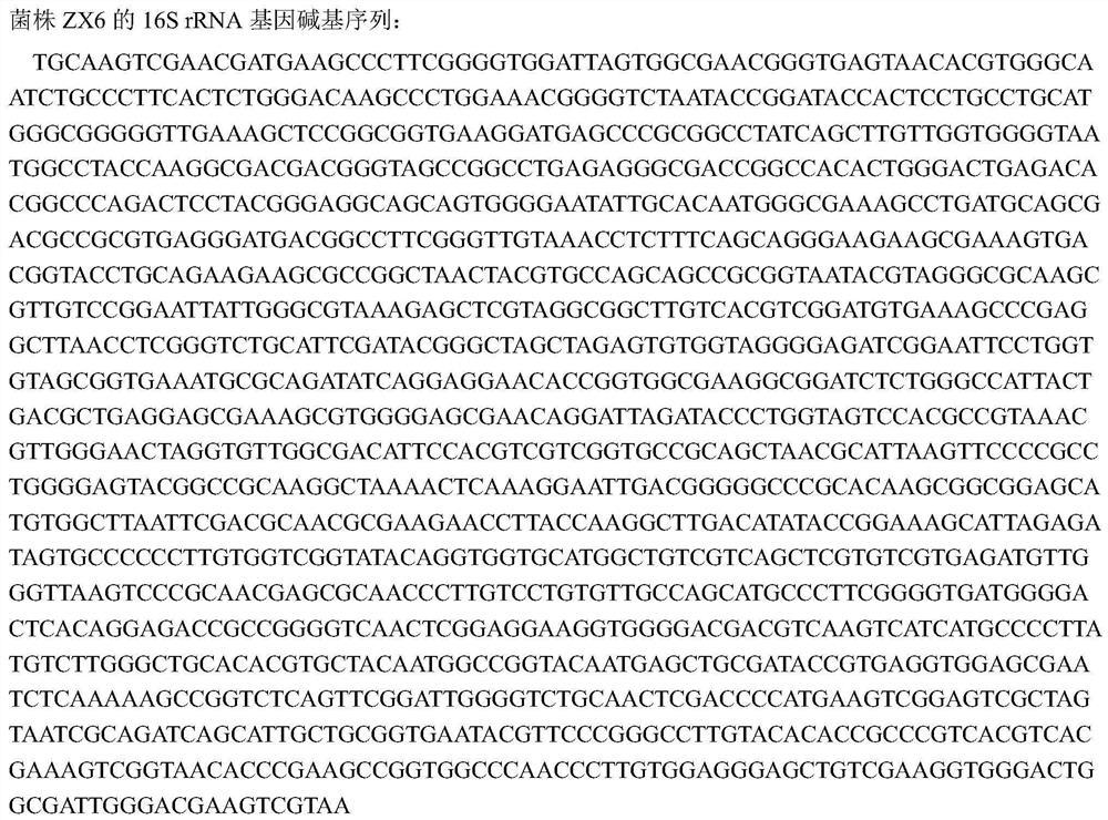 A strain of Streptomyces cinnamon zx6 for controlling sunflower sclerotinia and its application