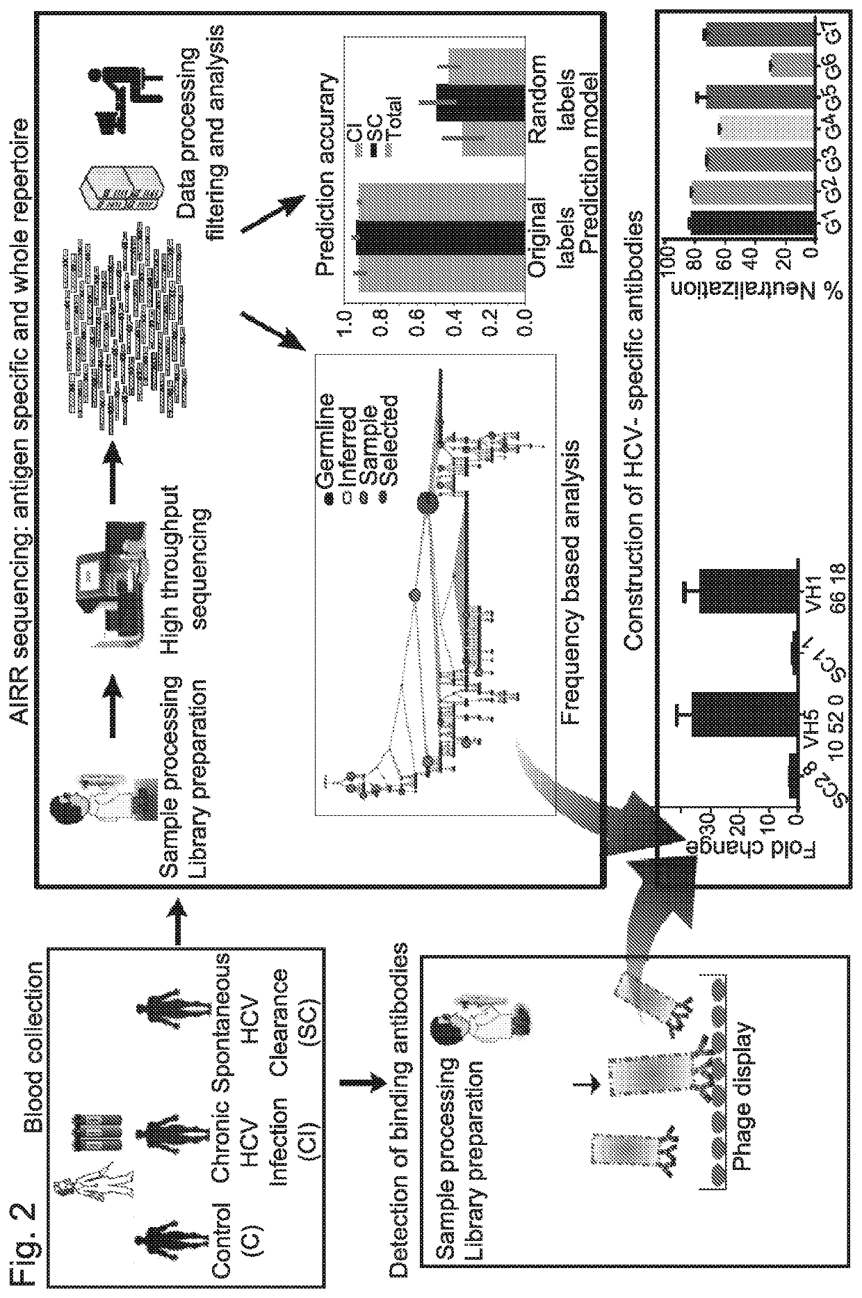 Anti-hepatitis c virus antibodies