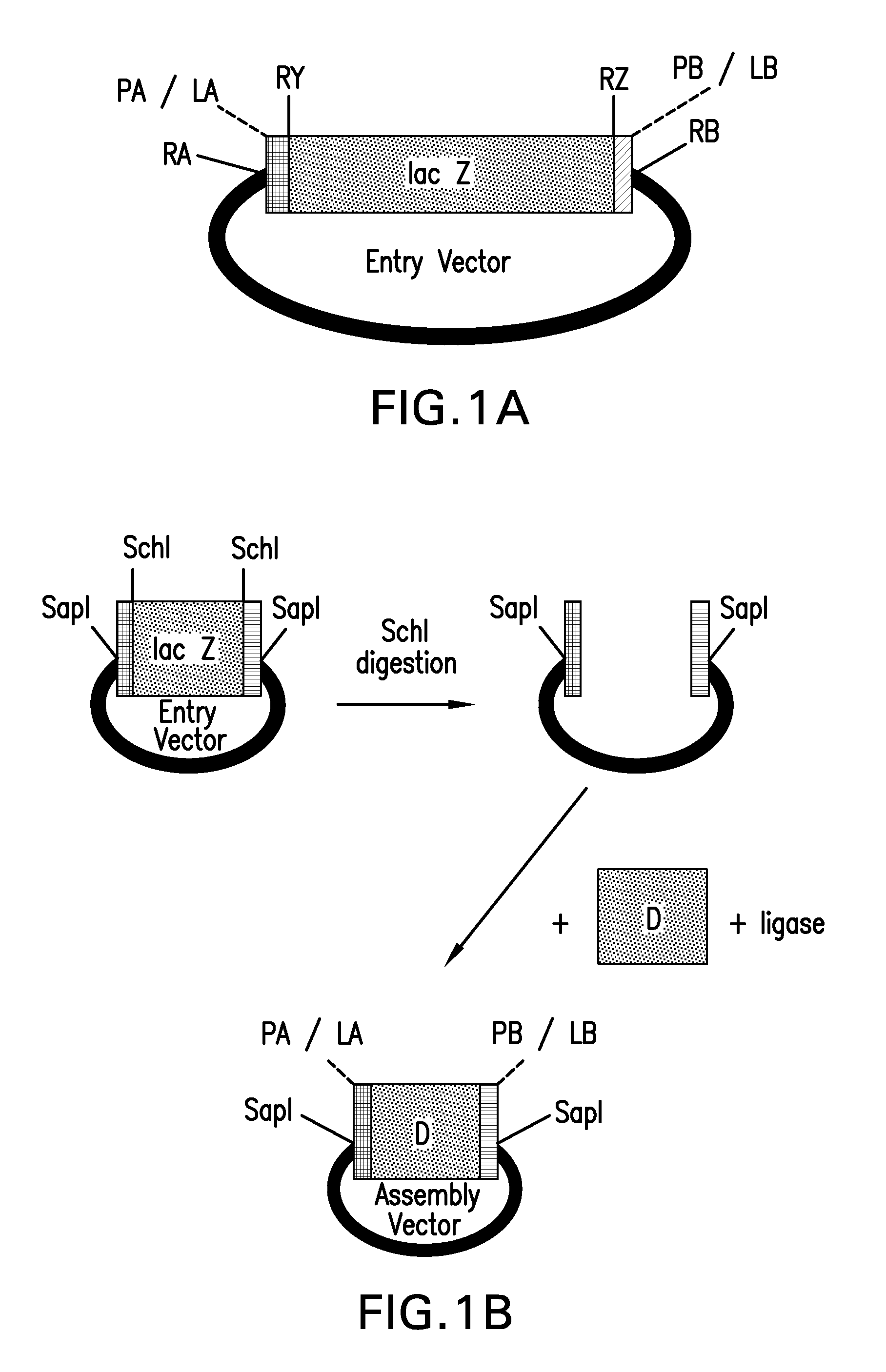 Compositions and methods for the assembly of polynucleotides