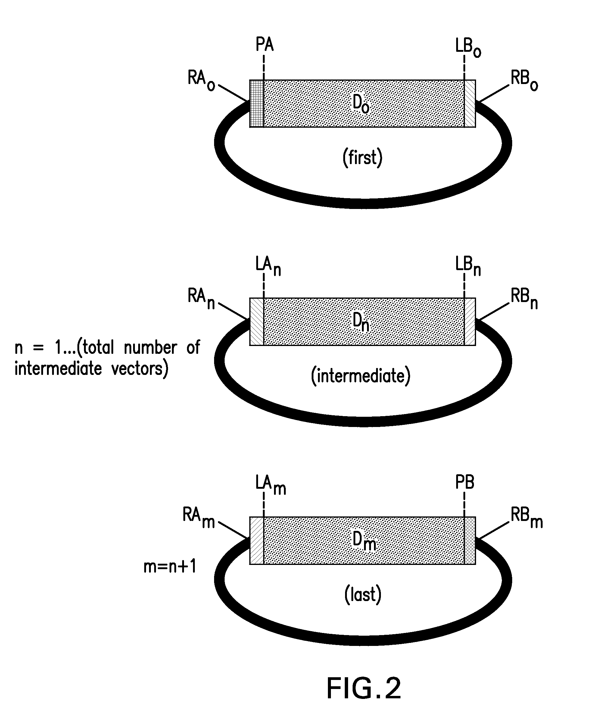 Compositions and methods for the assembly of polynucleotides