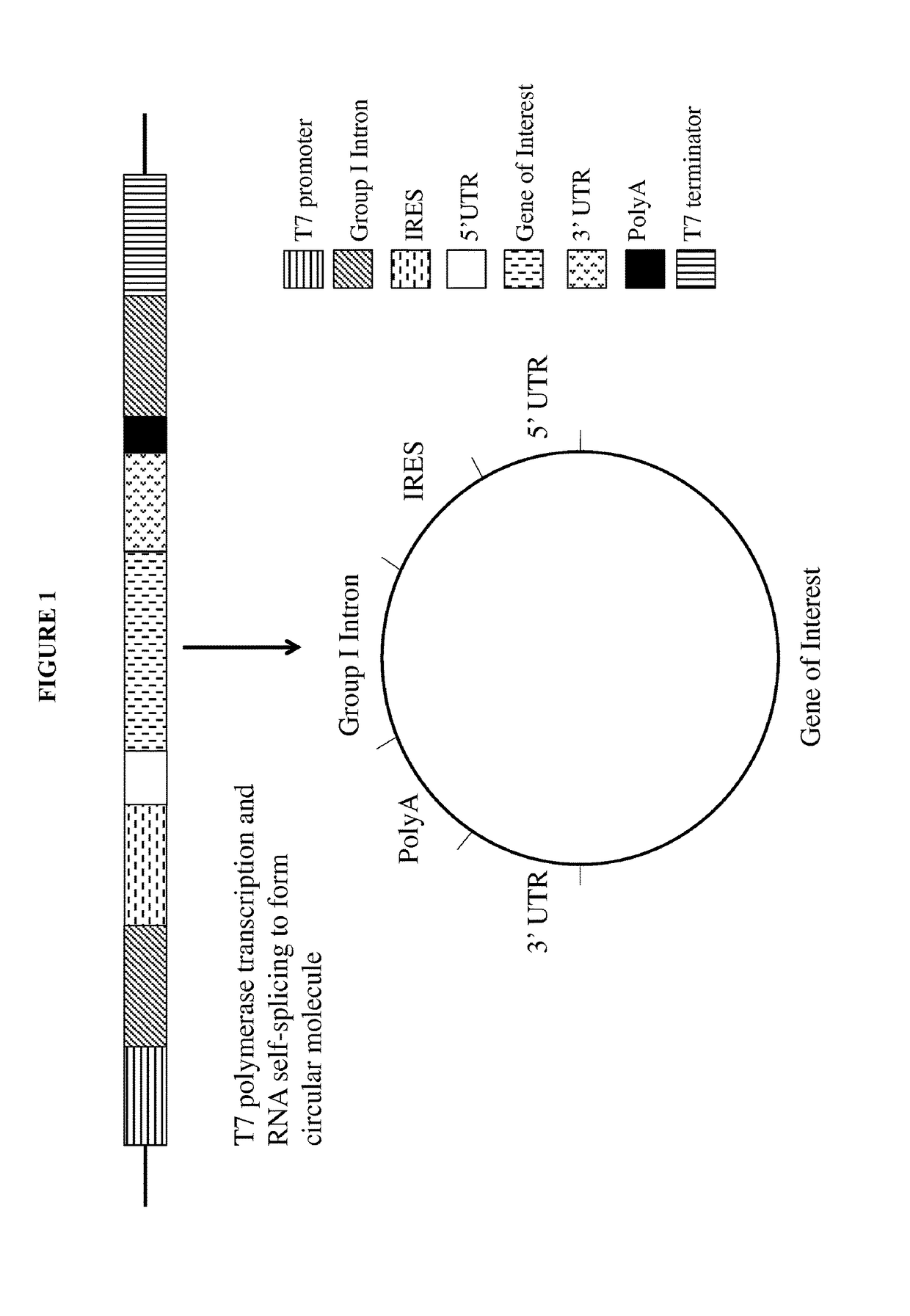 Intracellular translation of circular RNA