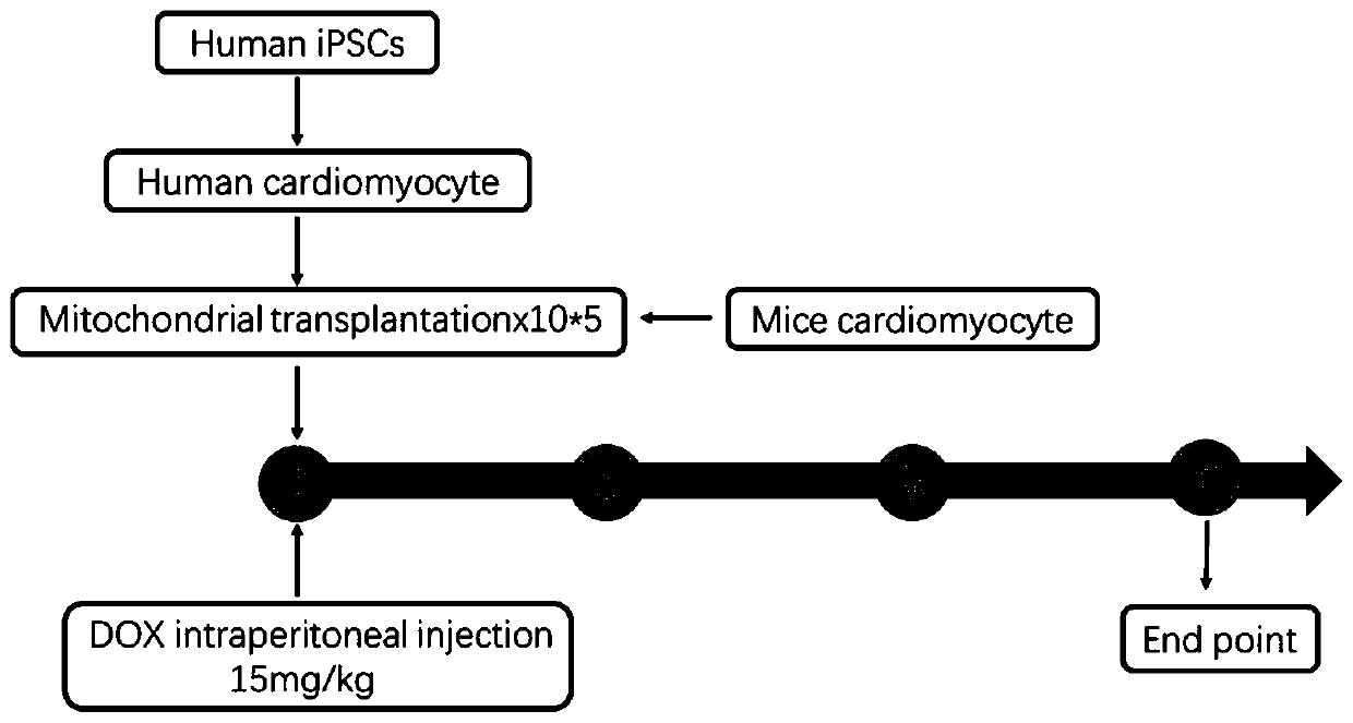 Application of mitochondrial transplantation in treatment of primary dilated heart disease