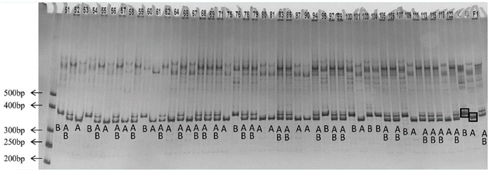 InDel molecular marker for identifying watermelon fusarium wilt and primer and application thereof