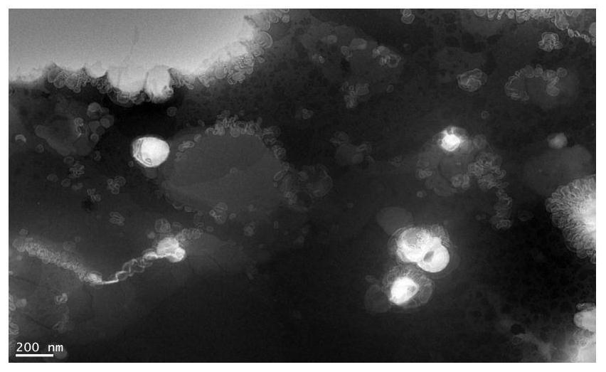 Preparation method of multiple nanoemulsion vaccine adjuvant