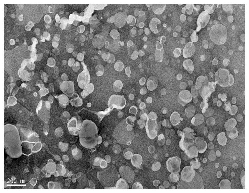 Preparation method of multiple nanoemulsion vaccine adjuvant