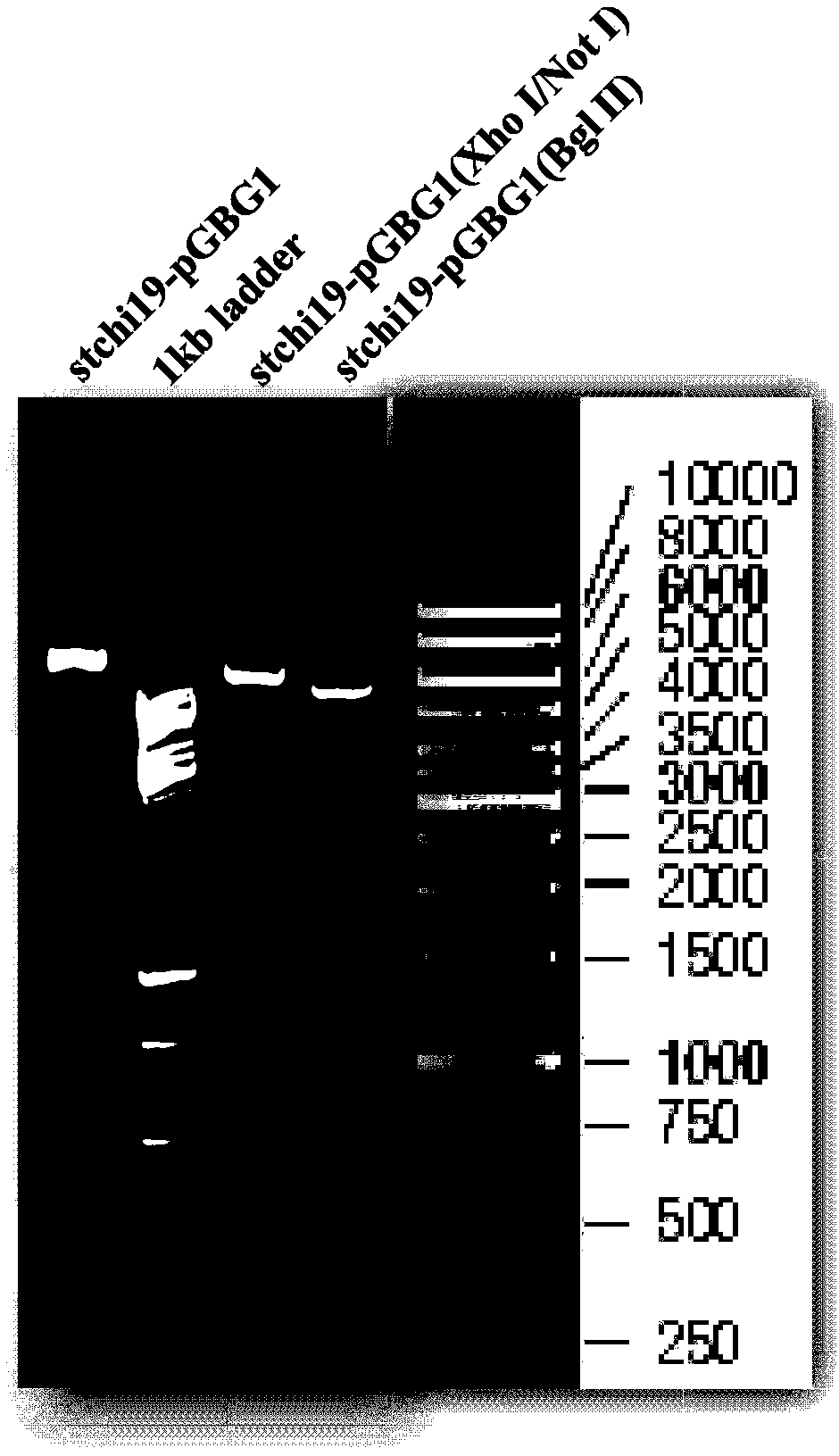 Streptomyces thermoviolaceus chitinase, as well as preparation method and application of streptomyces thermoviolaceus chitinase