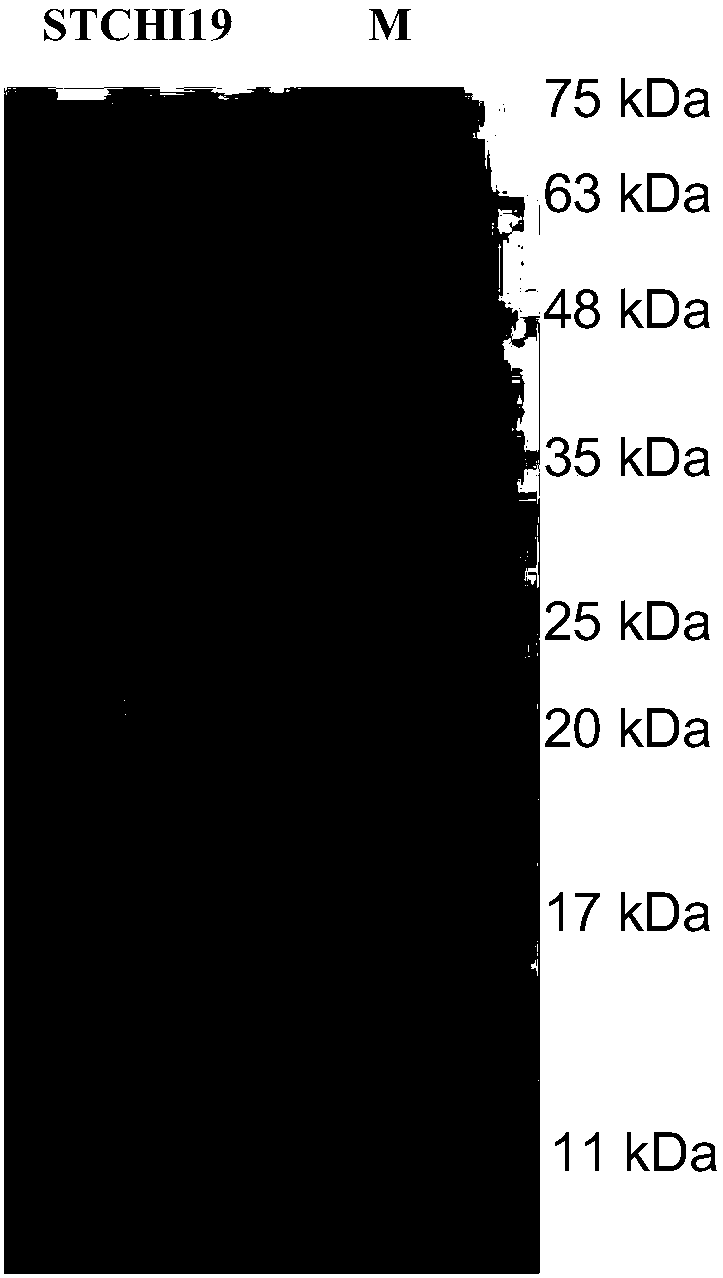 Streptomyces thermoviolaceus chitinase, as well as preparation method and application of streptomyces thermoviolaceus chitinase