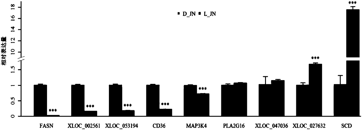 Intramuscular fat related lncRNA (long non-coding Ribonucleic Acid) and application thereof