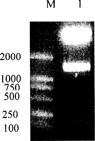 Active segment of HER2/neu with Herstatin interaction, coding gene and application thereof