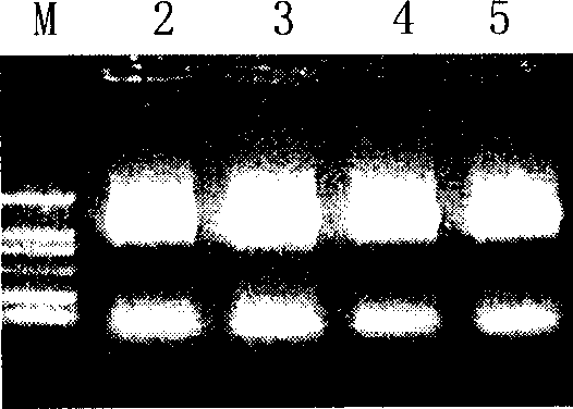 Active segment of HER2/neu with Herstatin interaction, coding gene and application thereof