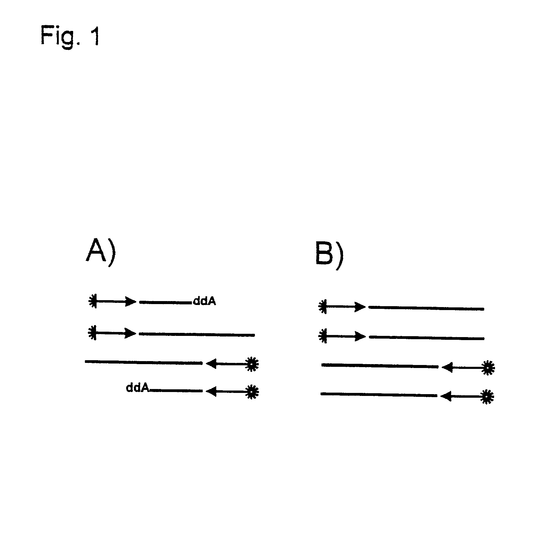 Method for the uncoupled, direct, exponential amplification and sequencing of DNA molecules with the addition of a second thermostable DNA polymerase and its application