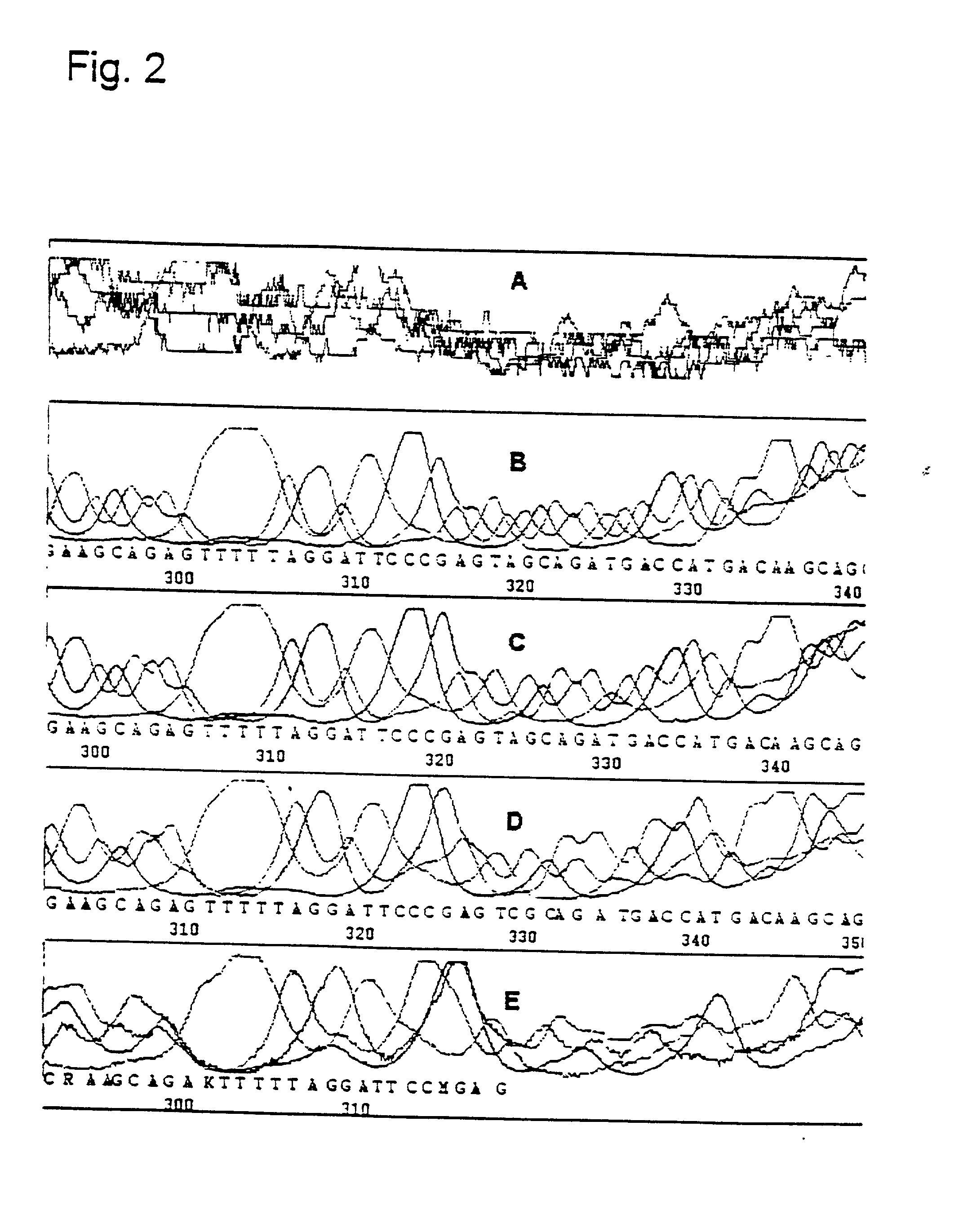 Method for the uncoupled, direct, exponential amplification and sequencing of DNA molecules with the addition of a second thermostable DNA polymerase and its application