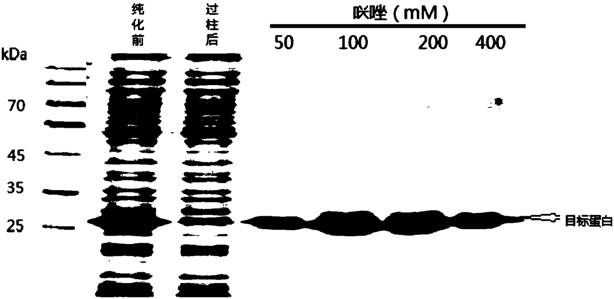 Glucoside hydrolase family 61 protein gene, protein thereof and preparation method of protein