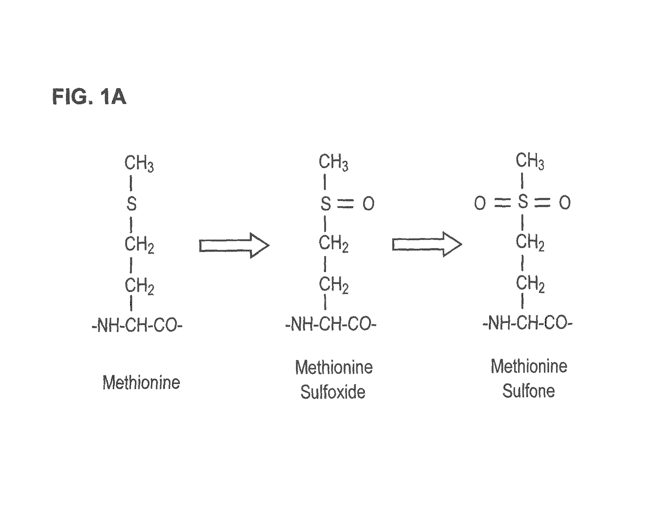 Means and methods of measuring parathyroid hormone in patients suffering from oxidative stress