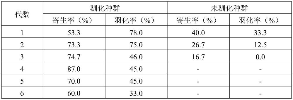 Method of domestication and breeding of armyworm Trichogramma suitable for control of soybean borer and control application