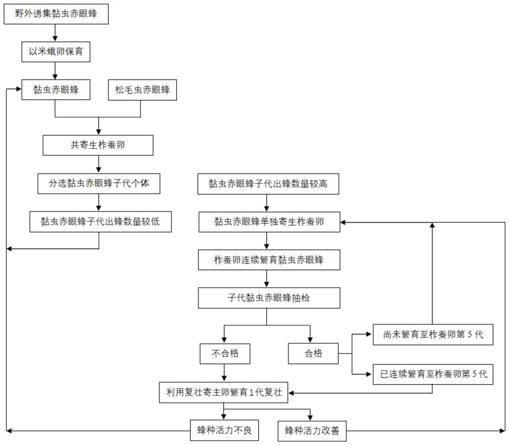 Method of domestication and breeding of armyworm Trichogramma suitable for control of soybean borer and control application