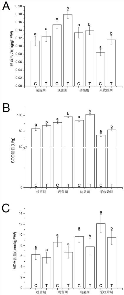 A kind of preparation and application method of biostimulant for improving continuous cropping obstacle resistance of strawberry