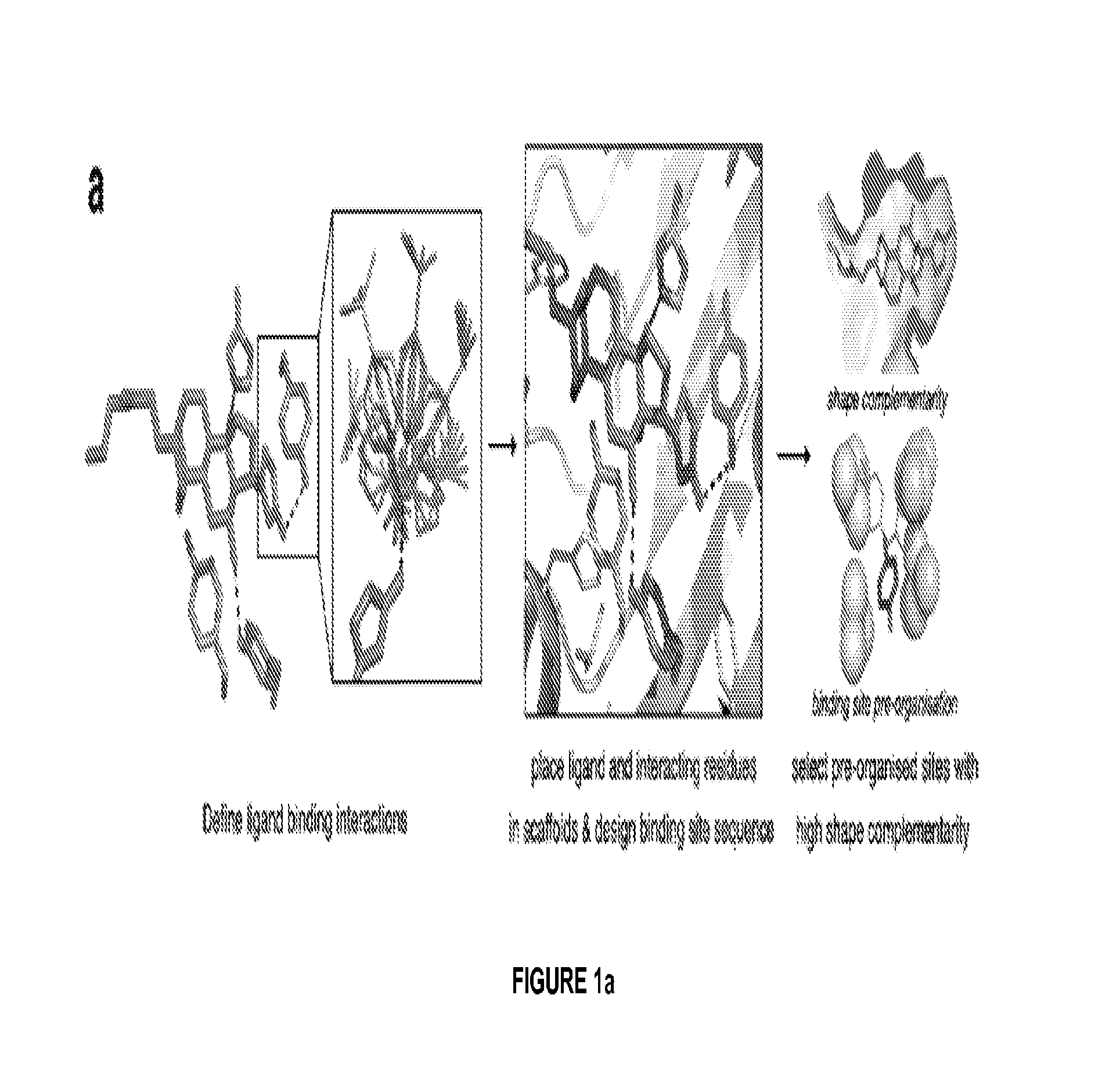 High affinity digoxigenin binding proteins