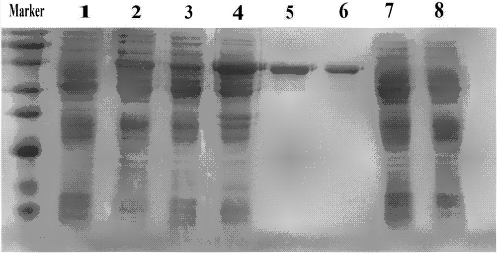 Peste des petits ruminants virus H-F fusion protein, biological material related to same and application of peste des petits ruminants virus H-F fusion protein