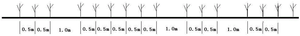 A kind of cultivation method of grassland type medicinal honey locust tree