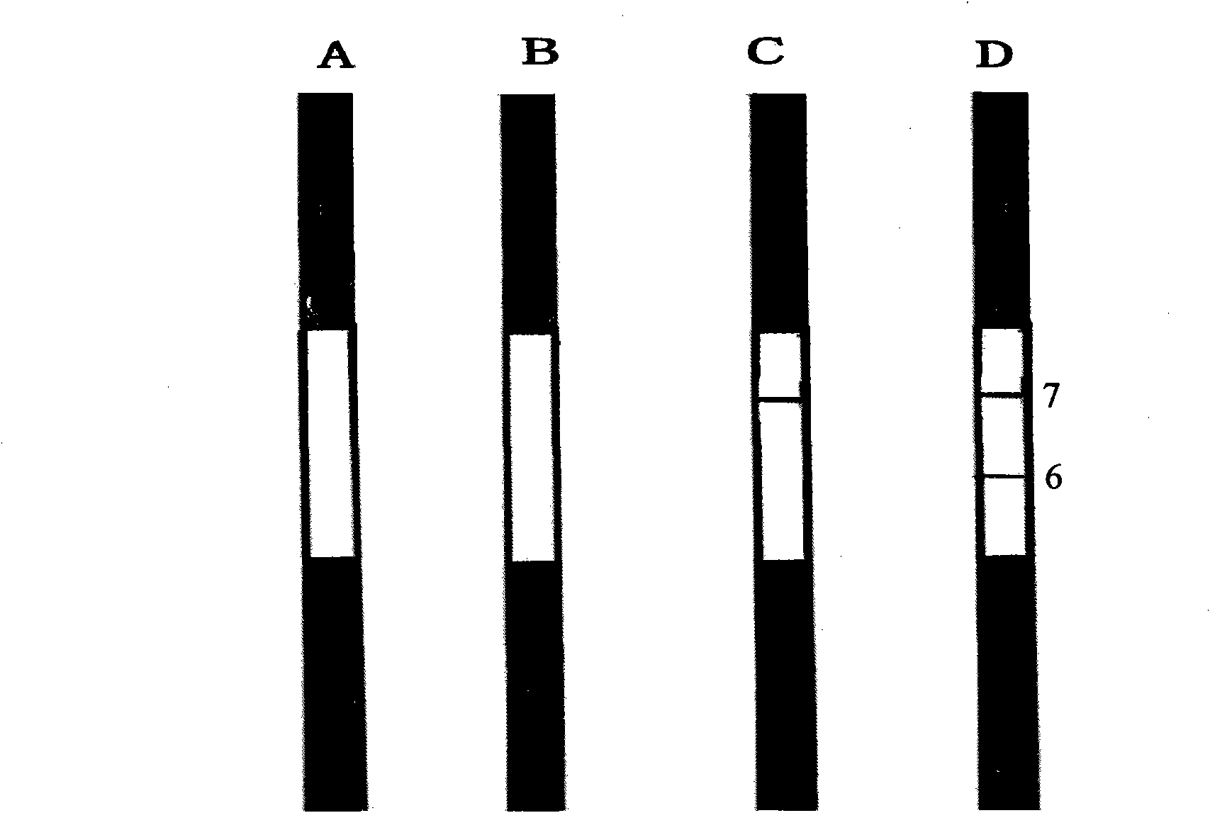 Reagent strip for testing syphilis specific IgM antibodies through gold immunochromatographic assay and preparation method thereof