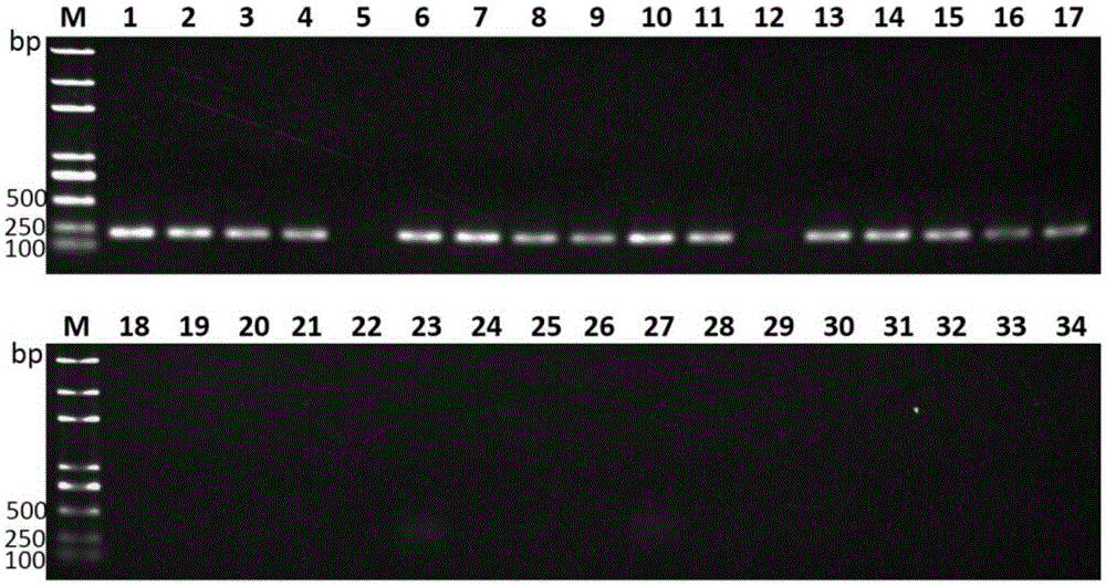 Liver abscess inducing Klebsiella pneumonia specific gene sequence lak and application thereof