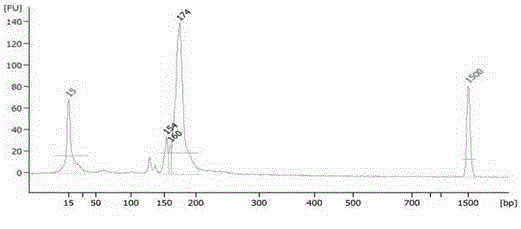 PALB 2 gene susceptibility SNP locus detection composition