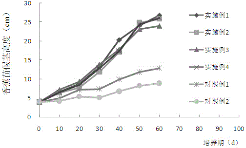 Culture substrate for quick cultivation of banana heeled-in seedlings and preparing method thereof