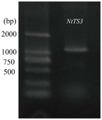 Application of tobacco ntts3 gene in controlling tobacco leaf senescence