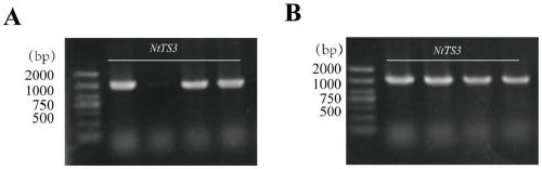 Application of tobacco ntts3 gene in controlling tobacco leaf senescence