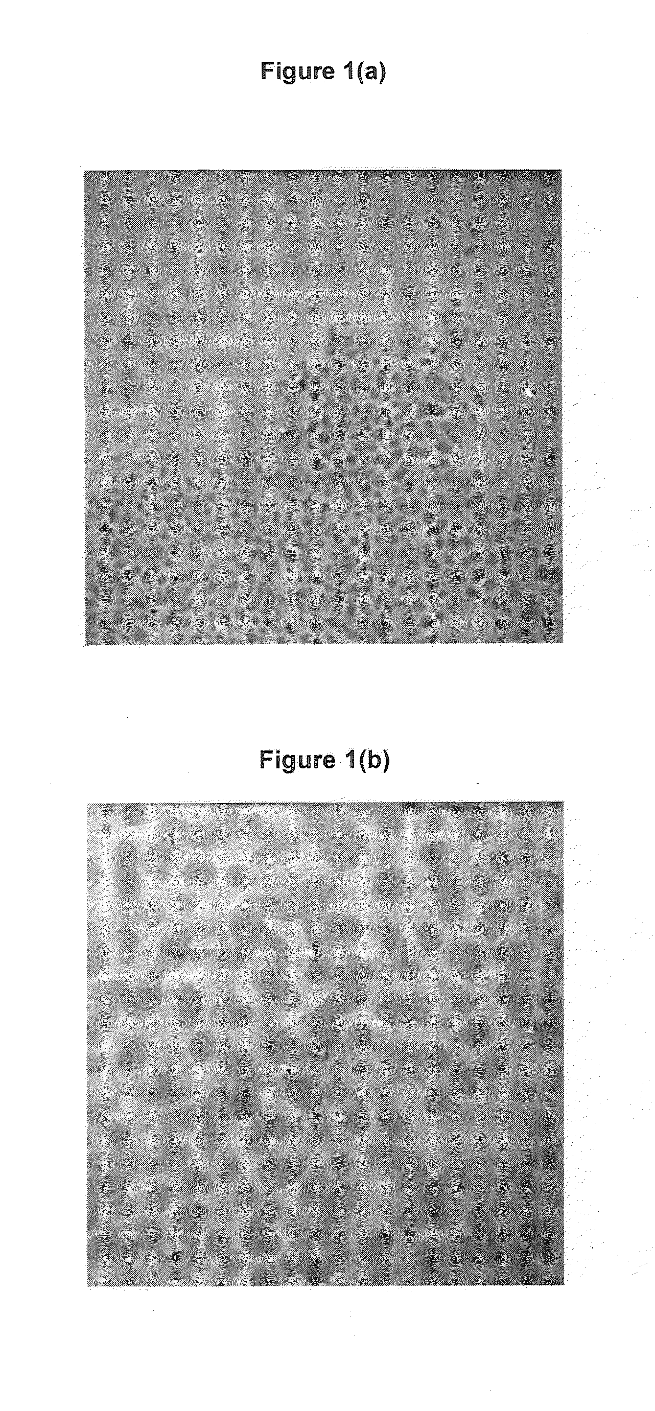 Stable Iron Oxide Nanoparticles and Method of Production